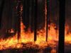 Сильнейший пожар на Ольхоне уничтожил 700 га леса