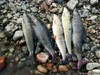 В Байкал попала пораженная «гаффской болезнью» рыба из оз. Котокель
